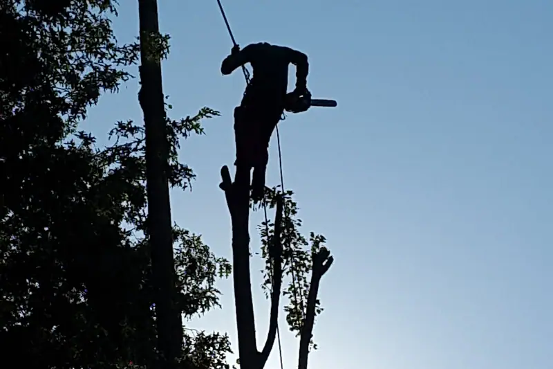 Élagueur grimpeur en progression dans un arbre, travail sur corde